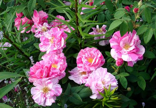 Galliska rosor