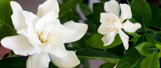 gardenia photo