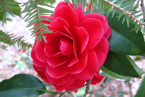 Gardenia roșu