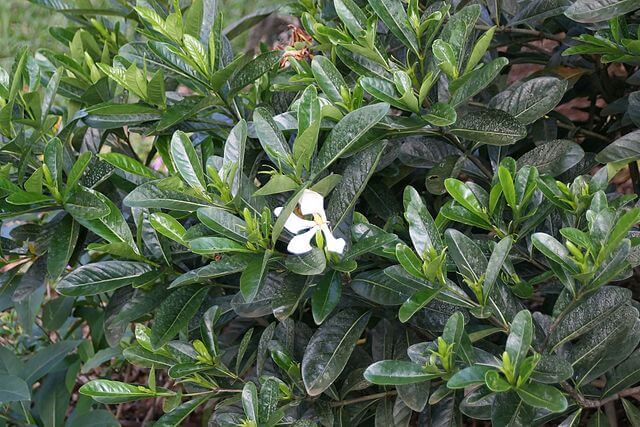 Gardenia vietnamese