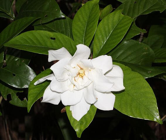 Gardenia jasmine o regal