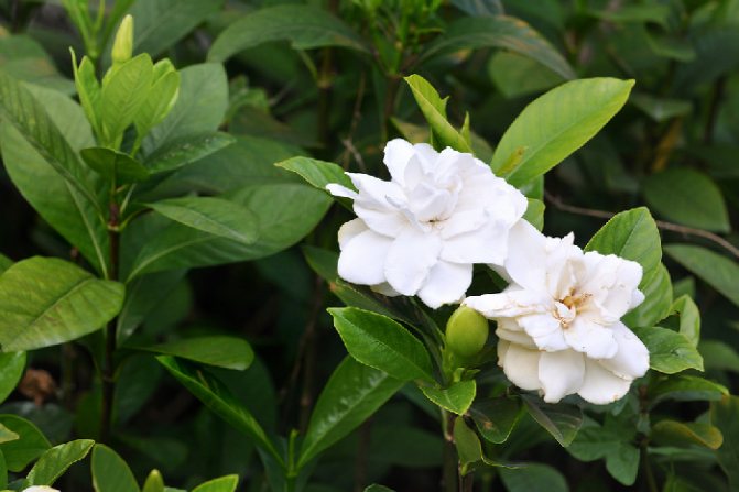 Gardenia jasmine