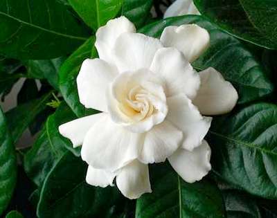gardenia jasmine