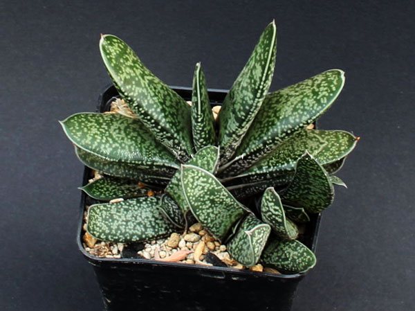 Gasteria is whitish