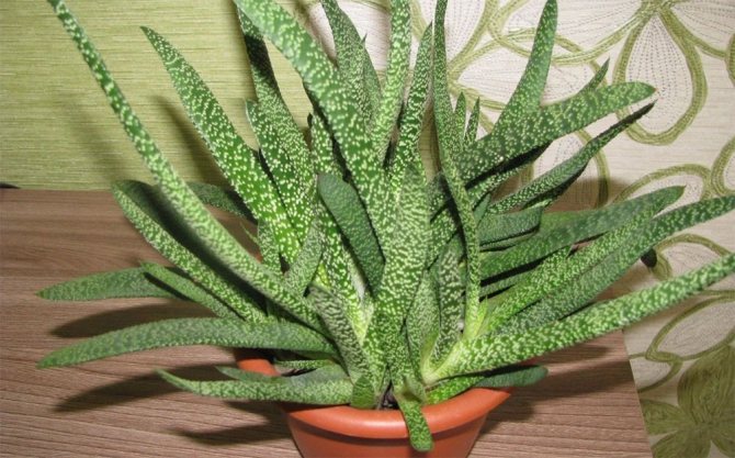 Gasteria warty