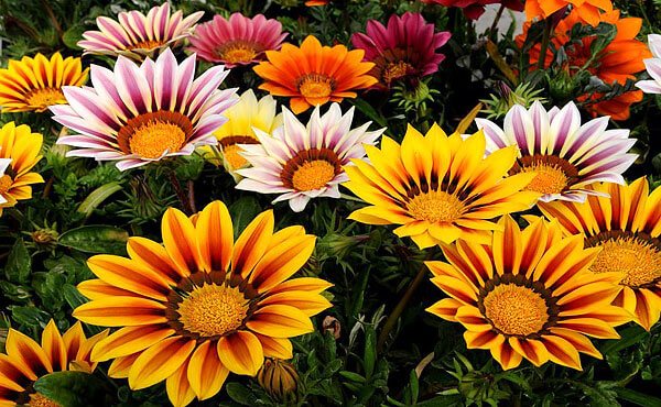 Gazanias are very recognizable precisely due to the shape of the marginal flowers and their sharp edges.
