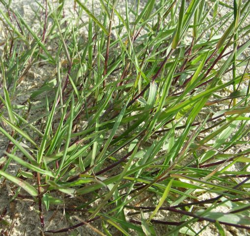 Tráva na trávu, která ničí plevel: typy pravidel pěstování