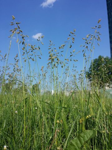 Rumput rumput yang memusnahkan rumpai: jenis peraturan tumbuh