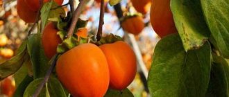 Var och hur persimmon växer, foto på ett träd och hemma