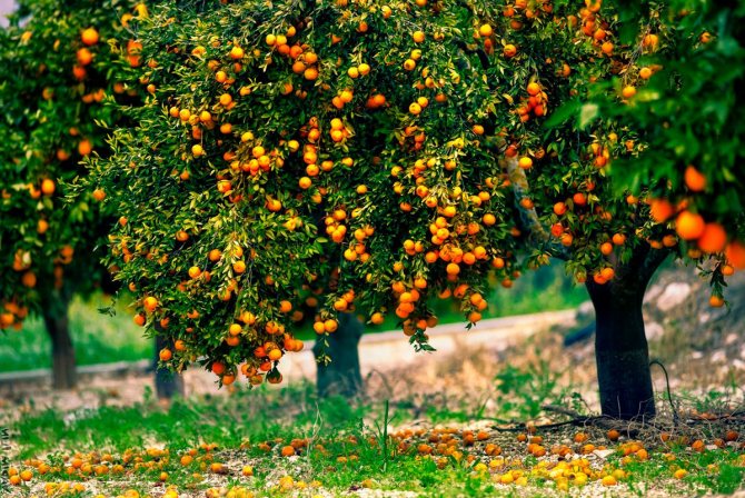 Where and how oranges grow in Russia and not only, what does a flower look like?