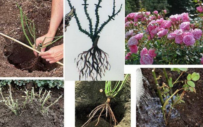 Where and when to plant tree peonies in open ground