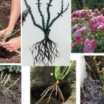 Where and when to plant tree peonies in open ground