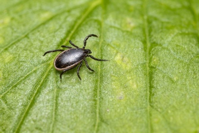 Where and when are you most likely to get a tick bite?