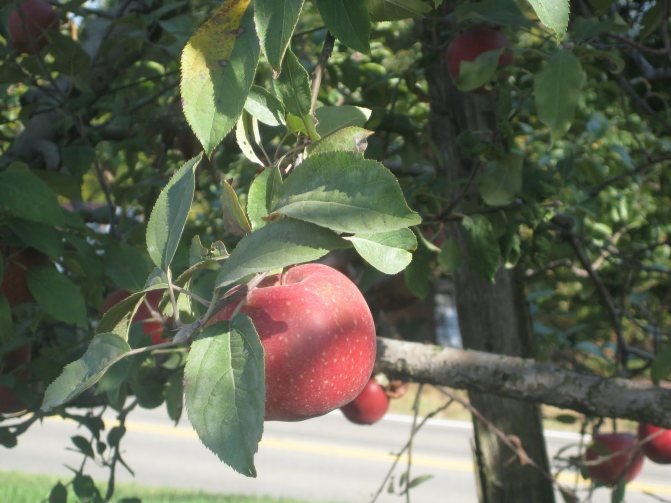Where to plant the Honey Crisp apple tree