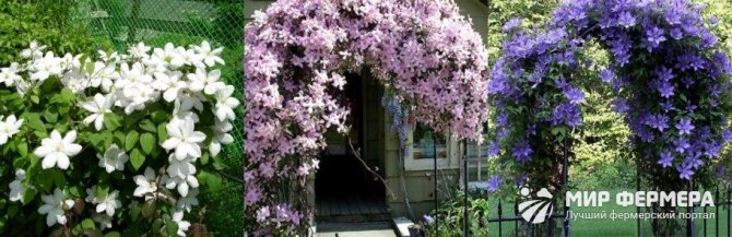 Where to plant clematis