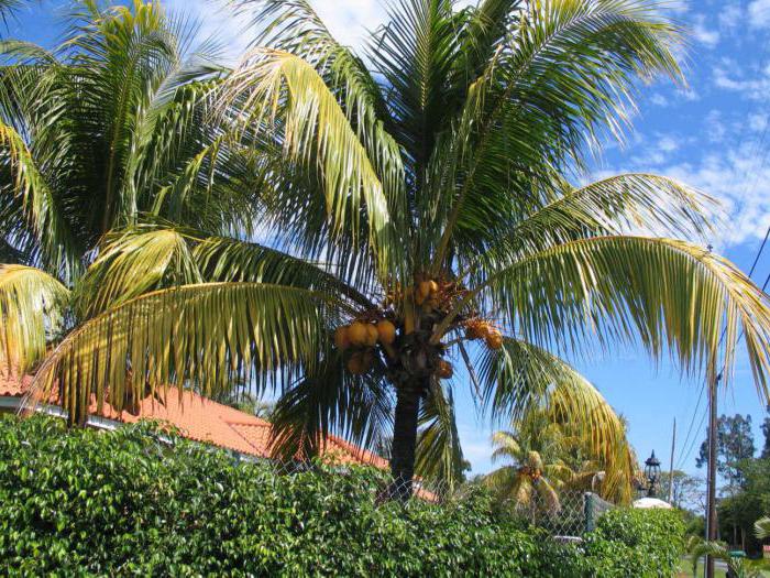 Var växer kokosnöt: berättelsen om dess utseende
