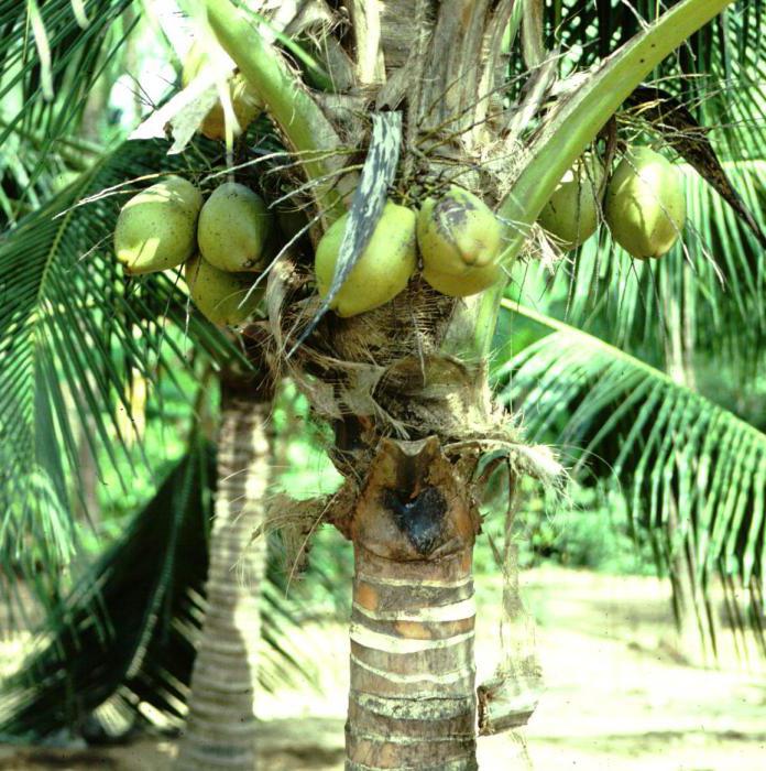 Di mana kelapa tumbuh: sejarah