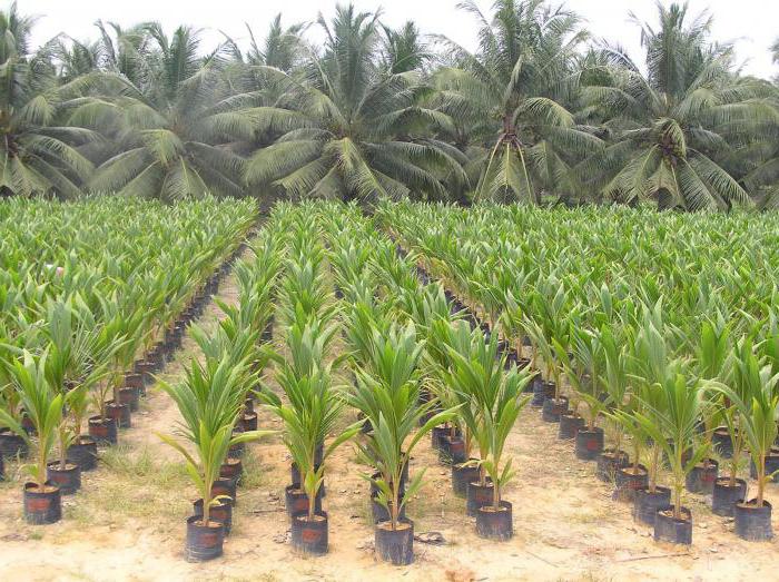 Var växer kokosnöt: reproduktion