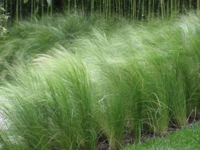 where does feather grass grow