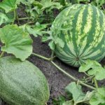 Var växer vattenmeloner