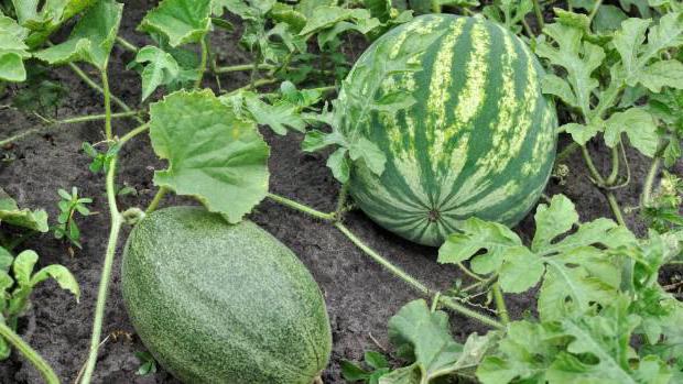 Where do watermelons grow