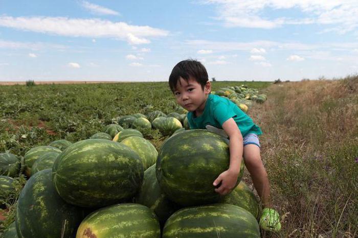 Where do Astrakhan watermelons grow?