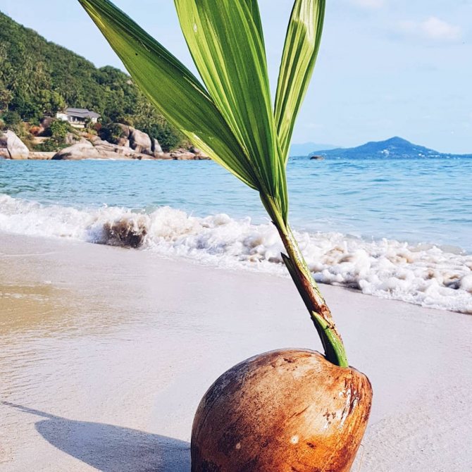 Di mana kelapa tumbuh?
