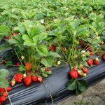 Къде да засадите ягоди