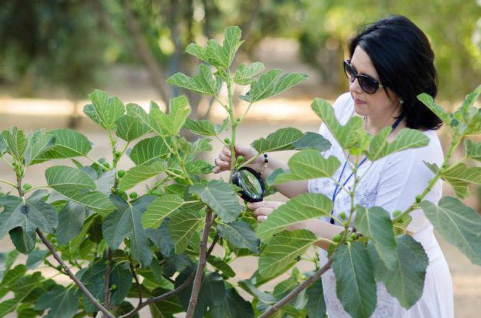 where figs grow in Crimea