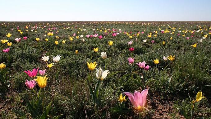 Där tulpaner växer i Saratov-regionen