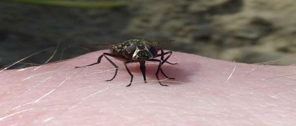 Къде живее мухата цеце и защо ухапването му е опасно?