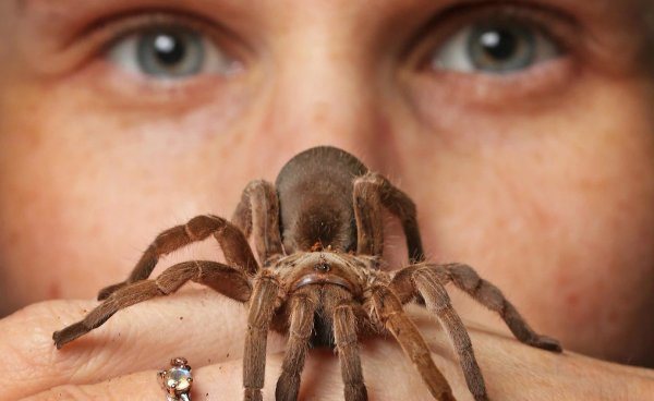 Di manakah labah-labah tarantula berbeza: habitat tarantula