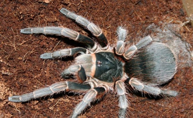 Var bor olika tarantula spindlar: tarantula livsmiljö