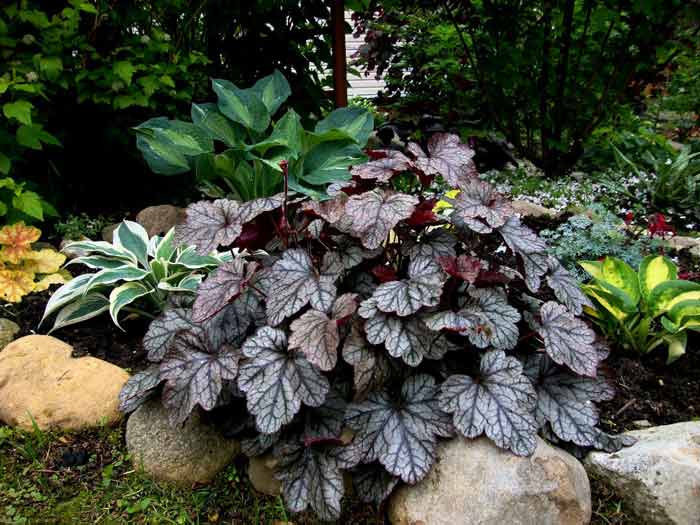Heuchera grows and develops best on light, nutritious, well-drained and permeable soils.