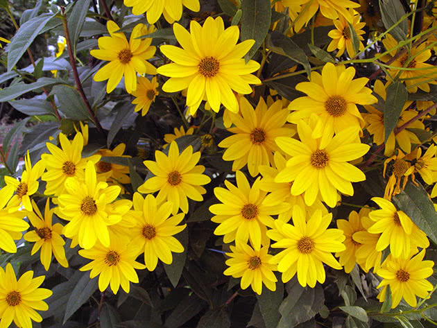 Sonnenblumen-Heliopsis (Heliopsis helianthoides)