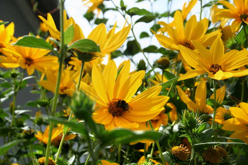 Heliopsis sunflower Heliopsis helianthoides cultivar Mga Gabi sa Tag-init larawan ng mga bulaklak