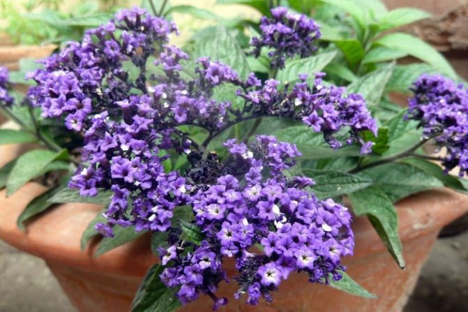 Arboreal heliotrope in a pot