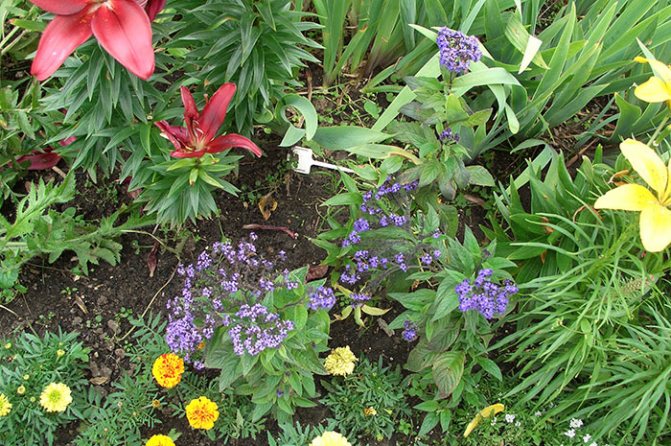 хелиотроп перуански, растящ хелиотроп, хелиотроп в цветна градина, хелиотроп на мястото, отглеждане на хелиотроп от семена