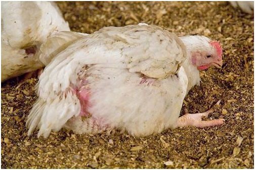 Les helminthiases peuvent entraîner la mort des poulets, des jeunes poules