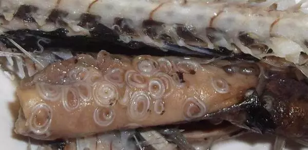الديدان الطفيلية في الأسماك: خطيرة وآمنة للإنسان