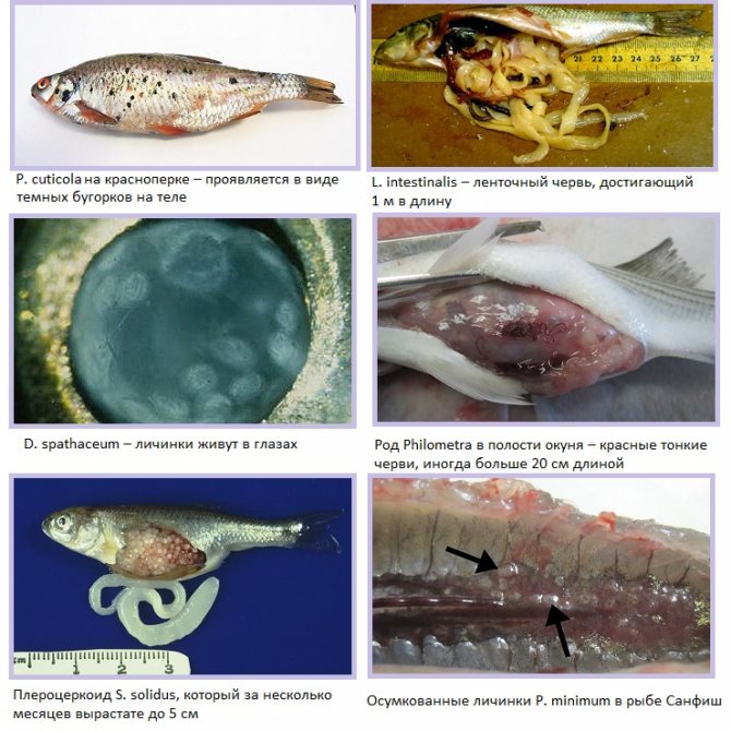 קופות חן בדגים: מסוכנות ובטוחות לבני אדם