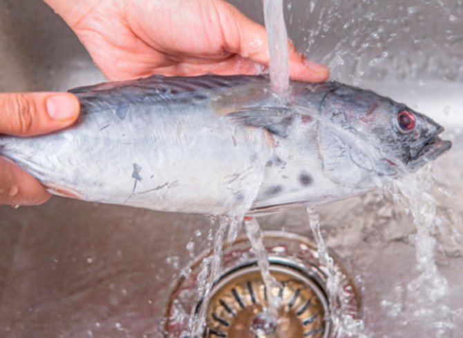 Helminths i fisk: farligt och säkert för människor