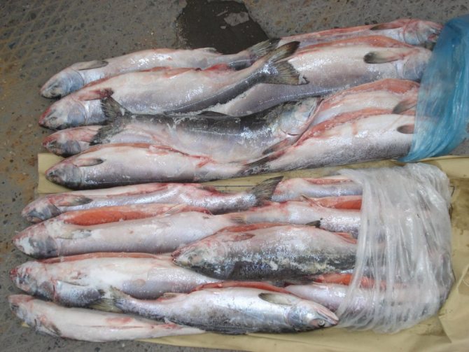 Helminthes dans les poissons: dangereux et sans danger pour l'homme