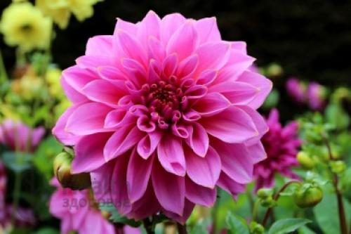Can dahlias be kept in the refrigerator? How to store dahlias in winter 02