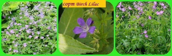 geranium Birch Lilac