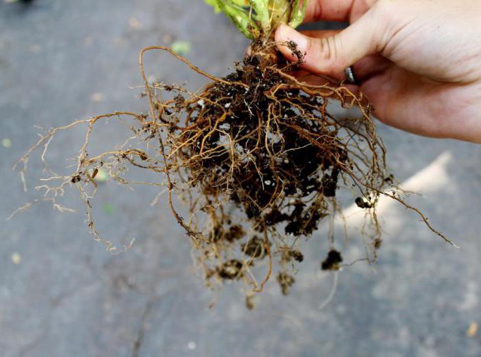 geranium large-rhizome planting and care