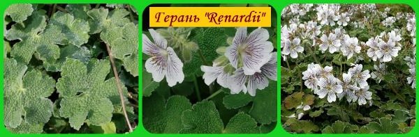 Renard's geranium