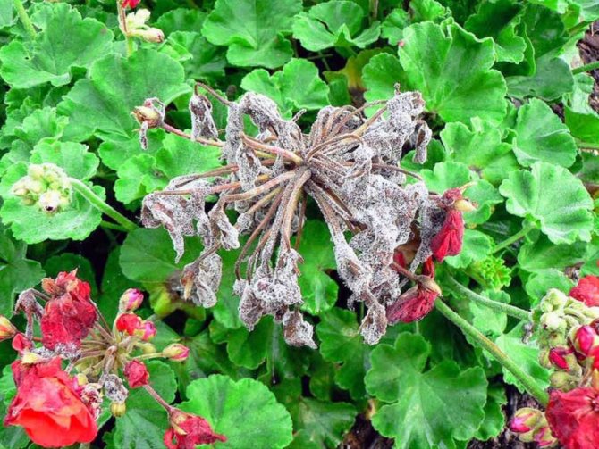 Perennial garden geranium - features of proper care