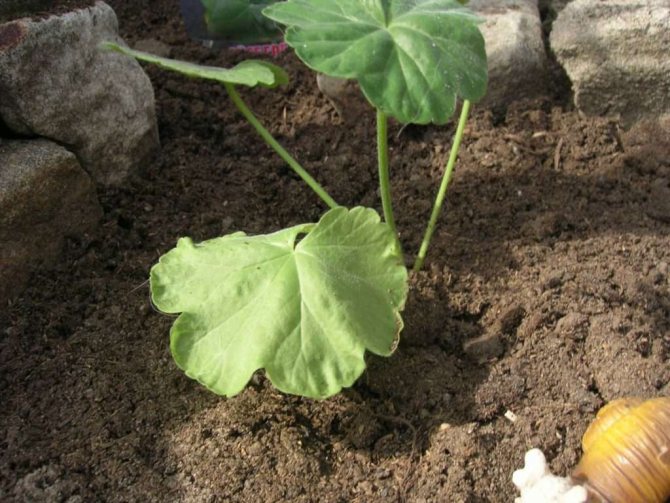 Geranium de grădină perenă - caracteristici ale îngrijirii adecvate