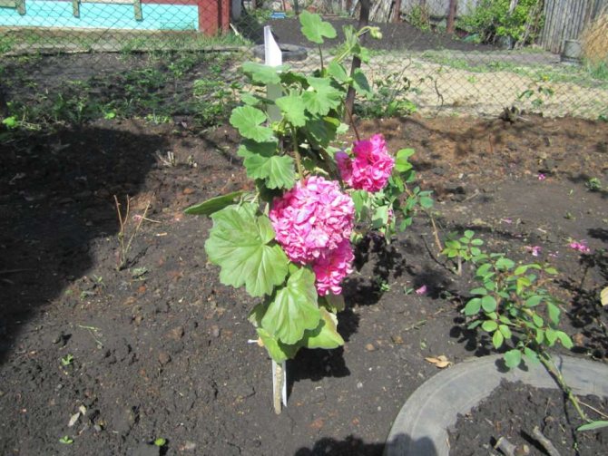 Perennial garden geranium - features of proper care